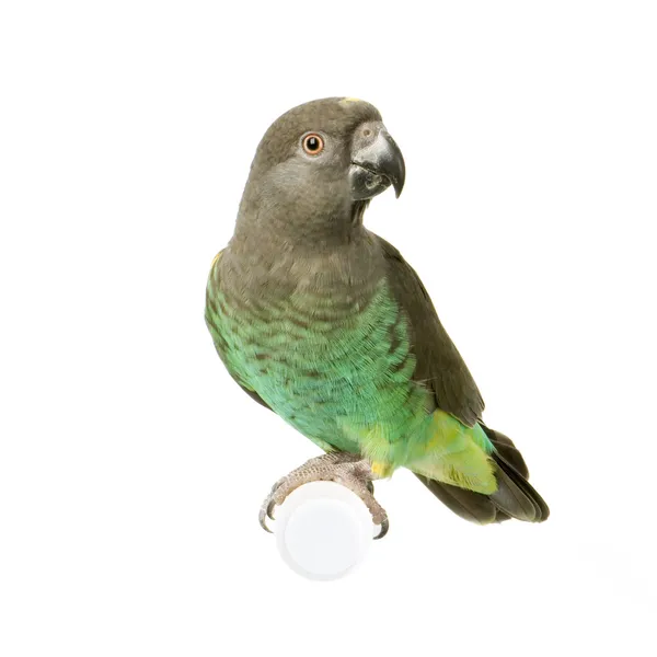 Papoušek žlutotemenný - poicephalus meyeri — Stock fotografie