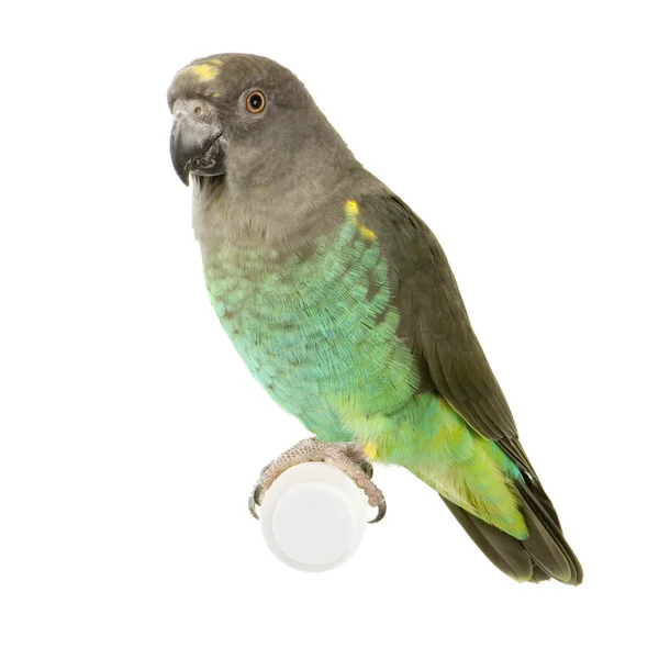 Meyers papegoja - poicephalus meyeri — Stockfoto
