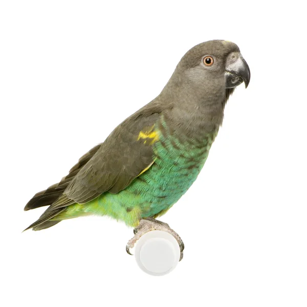 Papoušek žlutotemenný - poicephalus meyeri — Stock fotografie