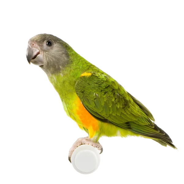Senegal Parrot - Poicephalus senegalus — Stock Photo, Image