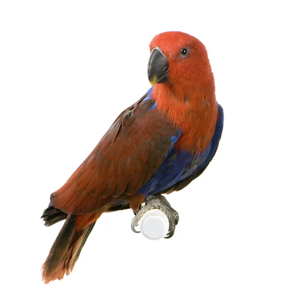 Dişi eclectus papağanı - eclectus roratus — Stok fotoğraf