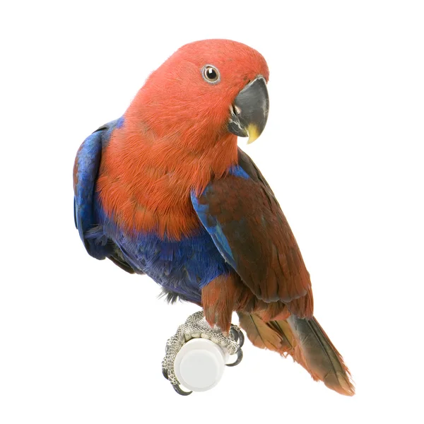 Papagaio-de-éclectus fêmea - Eclectus roratus — Fotografia de Stock