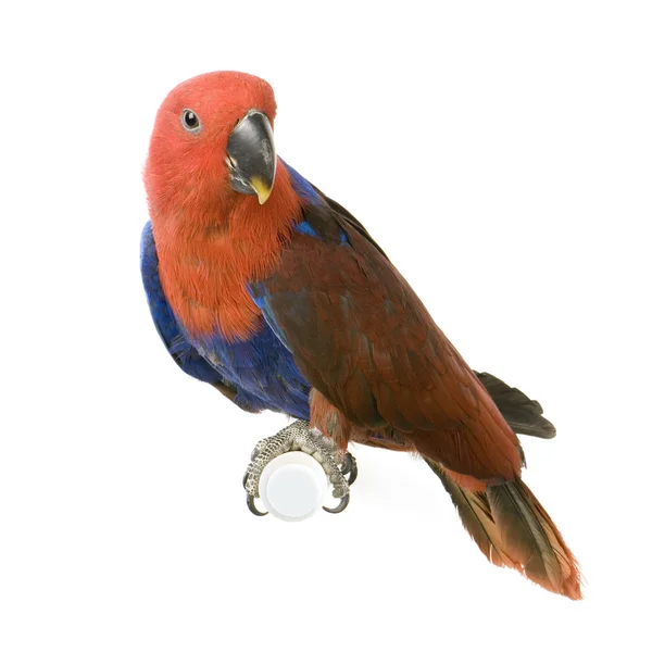 Vrouwelijke eclectus papegaai - eclectus roratus — Stockfoto