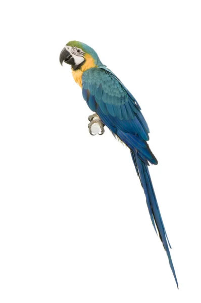 青と黄色のコンゴウインコ - ara ararauna — ストック写真