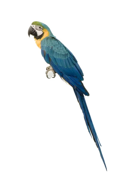 蓝色和黄色金刚鹦鹉-ara ararauna — 图库照片