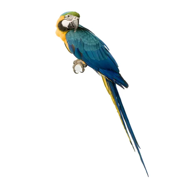 青と黄色のコンゴウインコ - ara ararauna — ストック写真