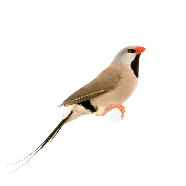 Finch de cauda longa - Poephila acuticauda — Fotografia de Stock