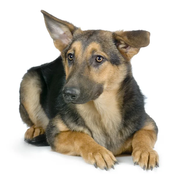 Wilczura, Owczarek niemiecki, pies policyjny — Zdjęcie stockowe