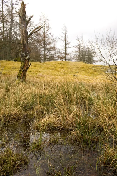 Scottish landscape — Stock Photo, Image