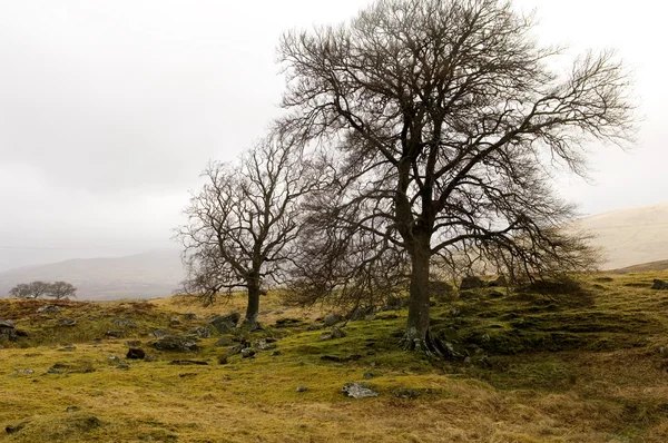 Skotska landskap — Stockfoto