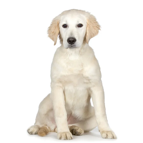 Labrador retriever kremi — Stok fotoğraf