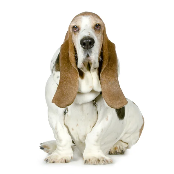 Basset Hound - Cachorros de pelúcia — Fotografia de Stock