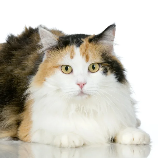 Cat in front of a white background — Stock Photo, Image