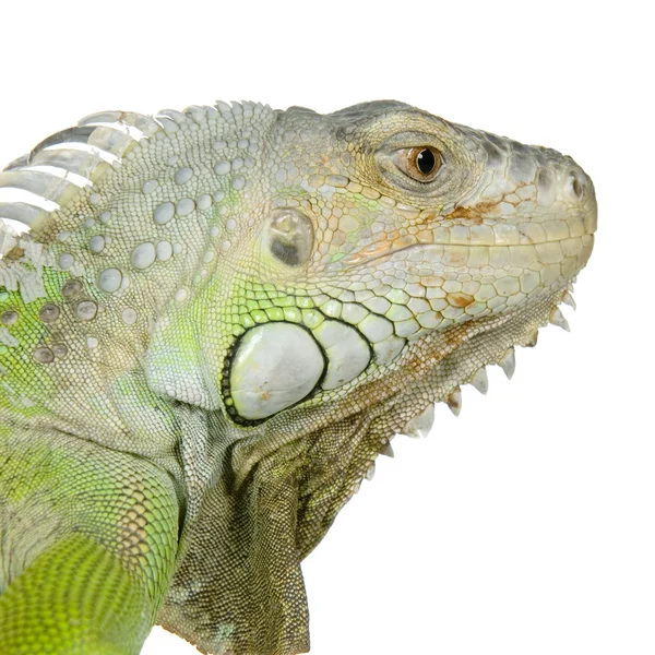 Iguana verde — Fotografia de Stock