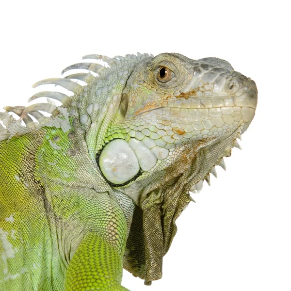 Iguana verde — Foto de Stock