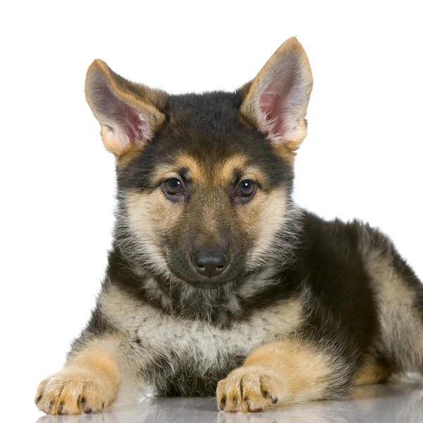 German shepherd puppy — Stock Photo, Image