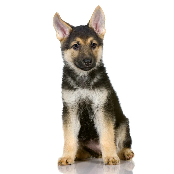 Duitse herder pup — Stockfoto