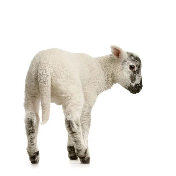 Lammkött — Stockfoto