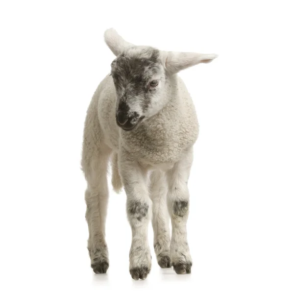 Lamb — Stock Photo, Image