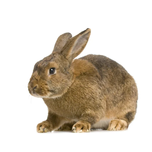 Gemensamma kanin — Stockfoto