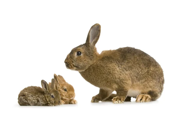 Mutter Kaninchen — Stockfoto