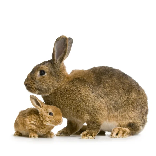 Matka królik — Zdjęcie stockowe