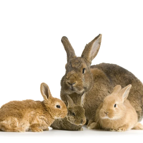 Mother Rabbit — Stock Photo, Image