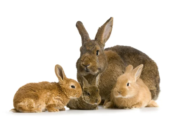 Matka králík — Stock fotografie