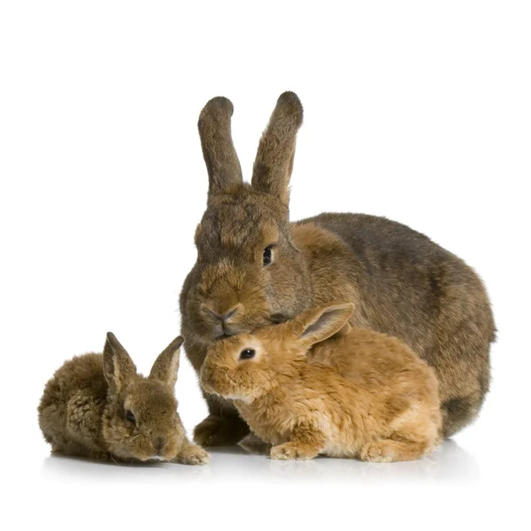 Madre conejo —  Fotos de Stock