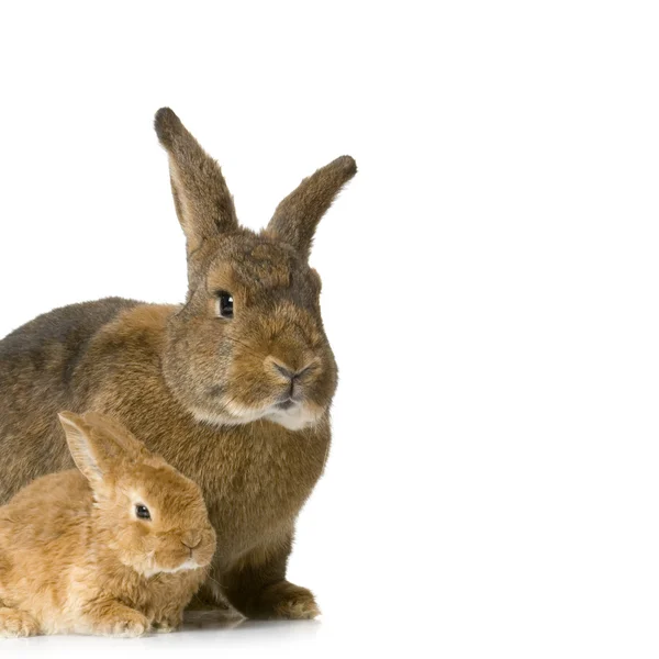 Mutter Kaninchen — Stockfoto