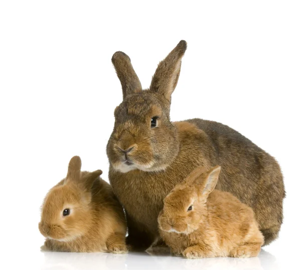 Madre coniglio — Foto Stock