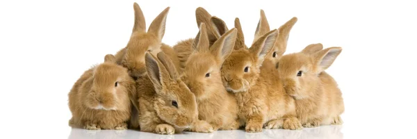 Gruppo di coniglietti — Foto Stock