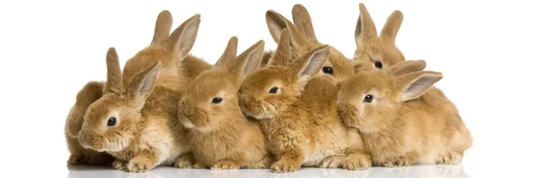 Grupo de coelhos — Fotografia de Stock