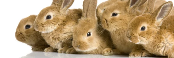 Groupe de lapins — Photo