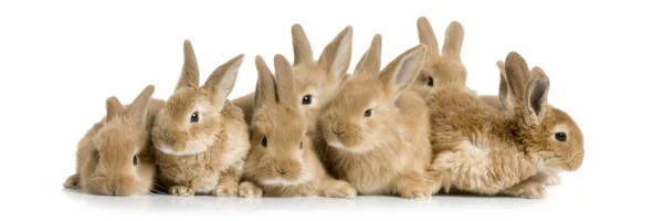 Skupina zajíčky — Stock fotografie
