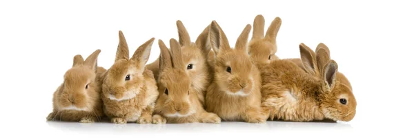 Skupina zajíčky — Stock fotografie