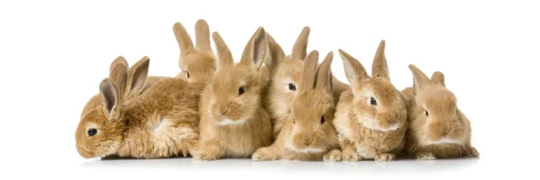 Группа кроликов — стоковое фото