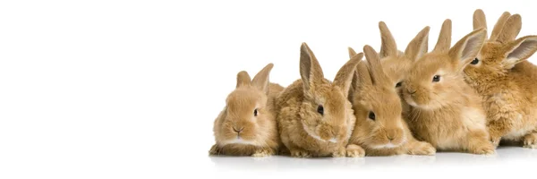 Groupe effrayé de lapins — Photo