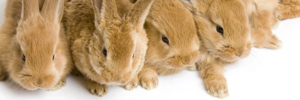 集团的兔子 — 图库照片