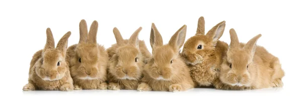 토끼의 그룹 — 스톡 사진