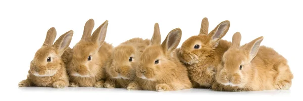 Group of bunnies — Stock Photo, Image