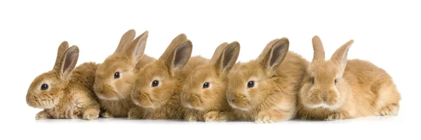 Группа кроликов — стоковое фото