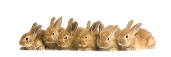 Groep van konijnen — Stockfoto