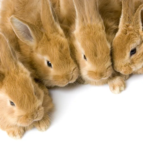 Gruppo di coniglietti — Foto Stock