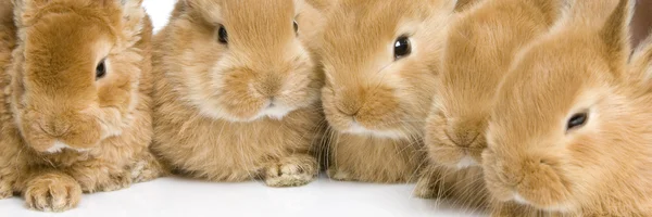 Grupo de coelhos — Fotografia de Stock