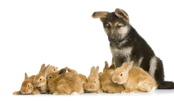 Grupp kaniner och en Tysken Fåraherde — Stockfoto