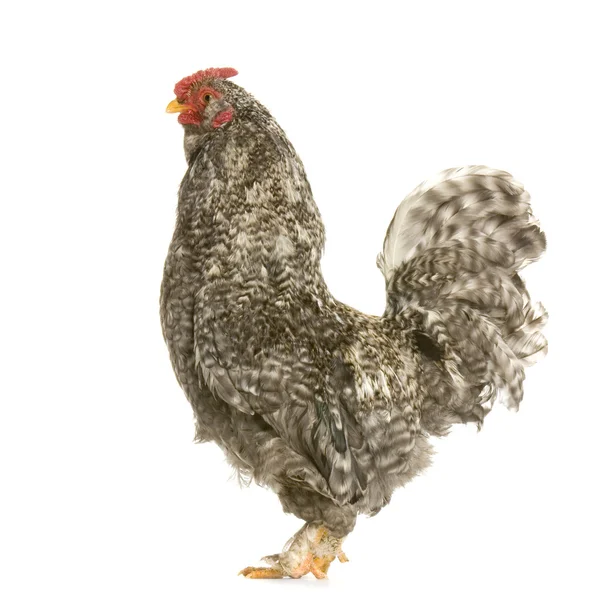 Beyaz arka plan önünde tavuk — Stok fotoğraf