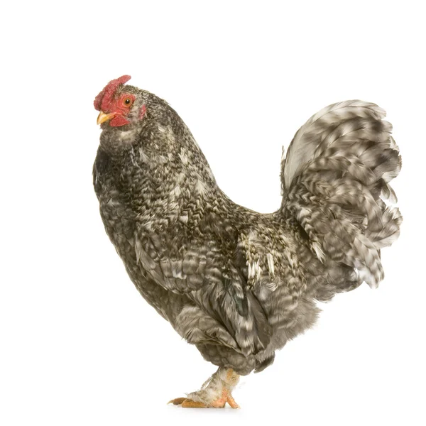 Hen in front of a white background — Stock Photo, Image