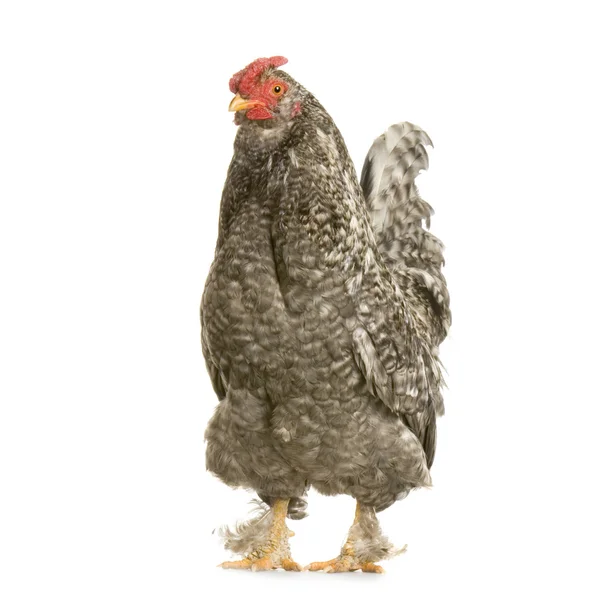Hen in front of a white background — Stock Photo, Image