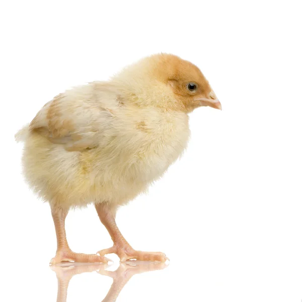 Kurczak — Zdjęcie stockowe